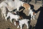 Boar And Kalahari Goats Available