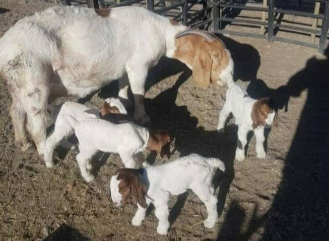 Boar And Kalahari Goats Available