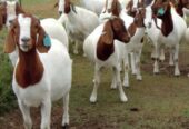 Boar And Kalahari Goats Available