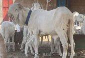 Balami ram available for sale