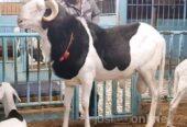 Balami ram available for sale