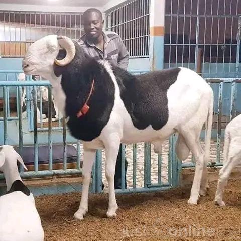 Balami ram available for sale