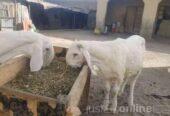 Balami ram available for sale