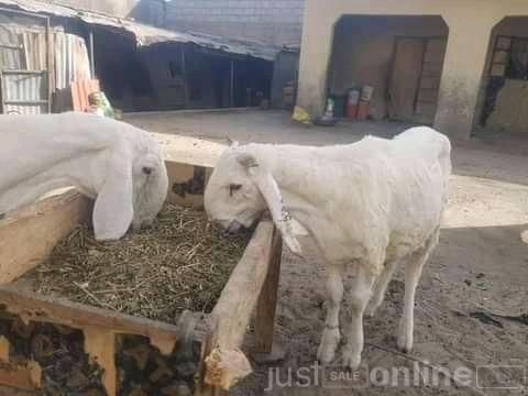 Balami ram available for sale