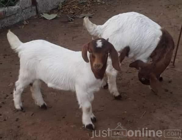 Hybrid Boer Goat for sale