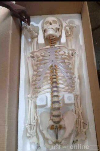 Medical Skeleton For Sale in Lagos