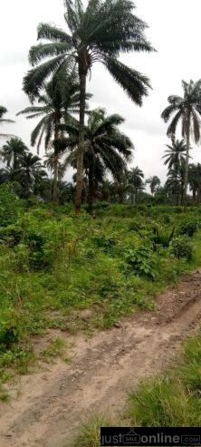 Land for sale -Eneka link road