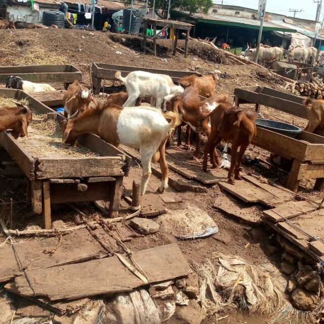 Goat available for sale at affordable prices at sabo ikorodo