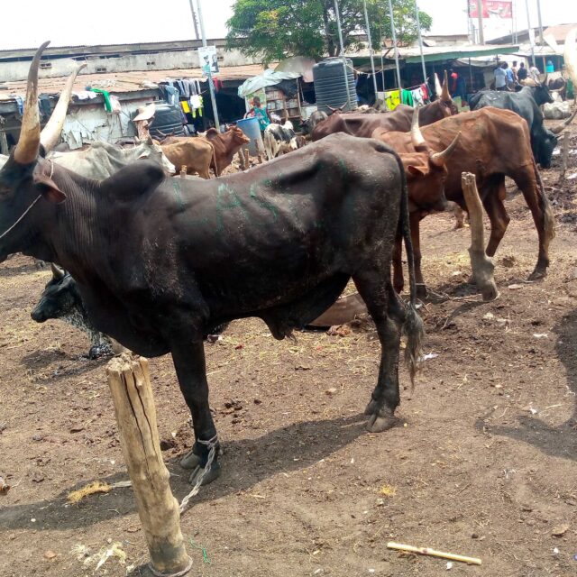 Cow available for sale at sabo ikorodo