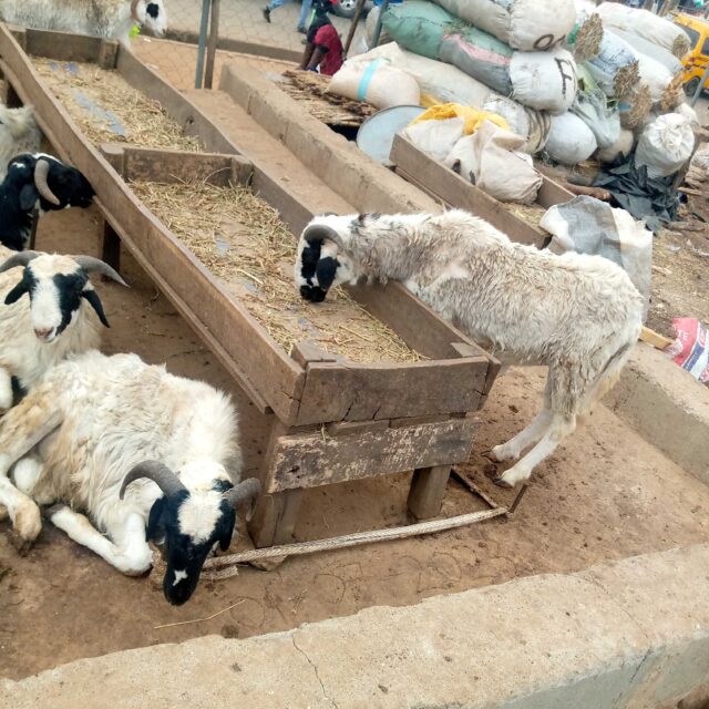 Goat and ram available for sale at sabo ikorodo