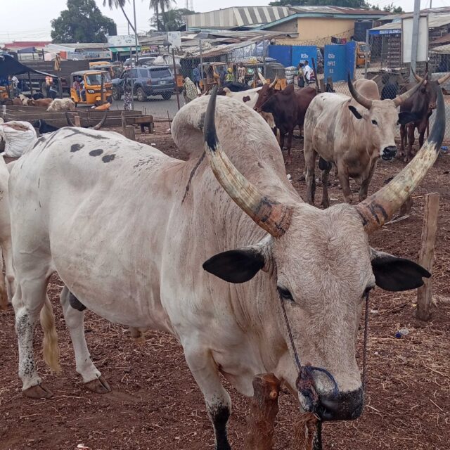 Cow and goat and ram available for sale at ikorodu