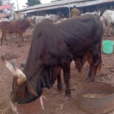 Cow and goat and ram available for sale at ikorodu