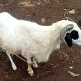 Goat and ram available for sale at sabo ikorodo