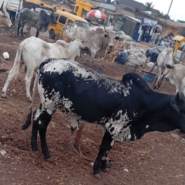 Cow for sale at ikorodu