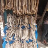 Fresh stock fish for sale at oyingbo market