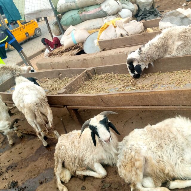 Goat and ram available for sale at sabo ikorodo