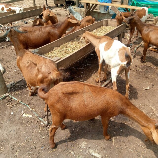 Famale goat available for sale at sabo ikorodo