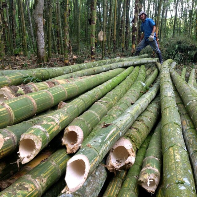 Strong Bamboo for Construction For Sell at Ikorodu