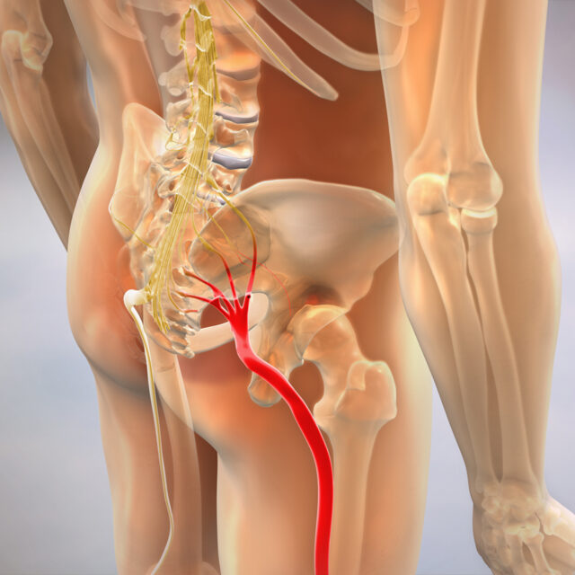 Sciatic-Nerve