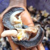 Dried snails for sale