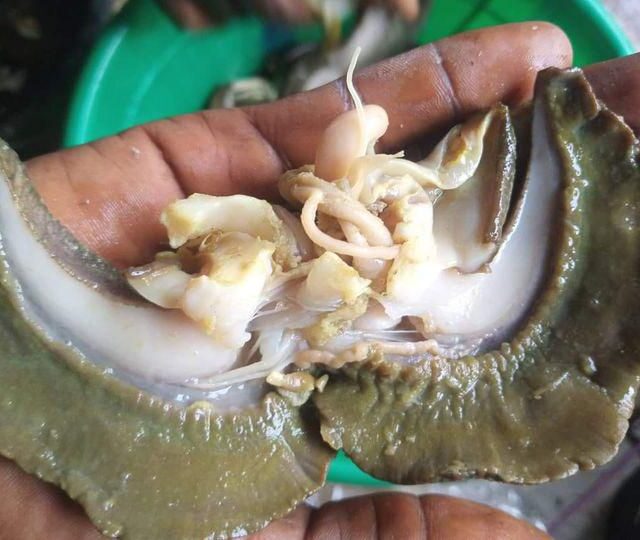 Dried snails for sale