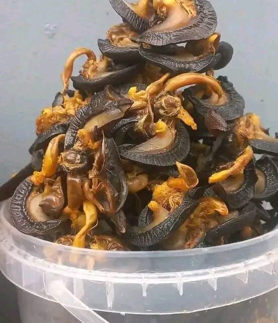 Dried snails for sale